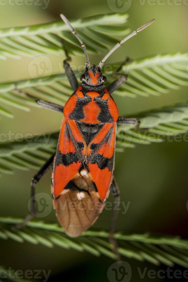 firebug, pyrrhocoris apterus foto
