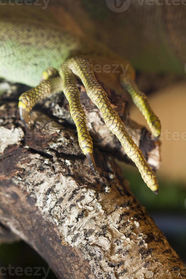 artiglio di iguana lucertola foto