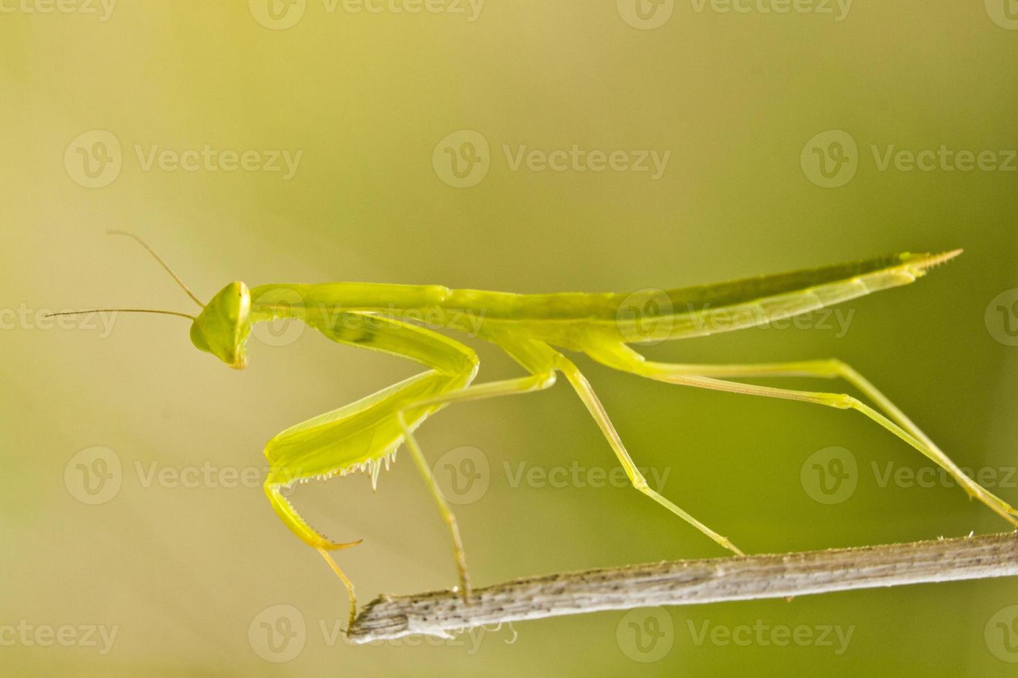 mantide nana europea foto