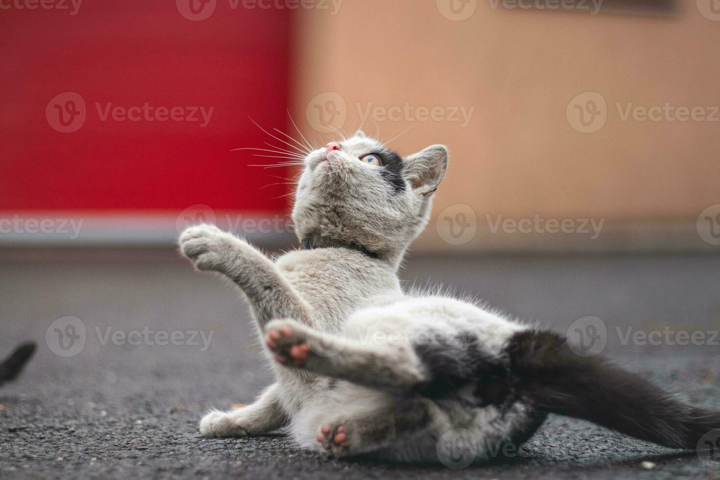 ritratto di un' bianca e nero gattino con un' campana dire bugie su il suo indietro giocando con un' giocattolo. figli di gioia di giocando Giochi. famiglia animale domestico foto