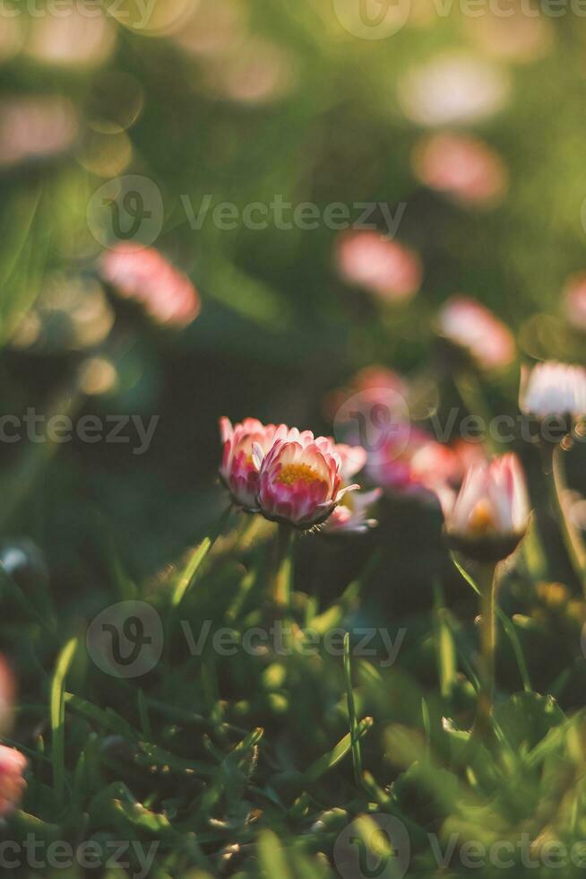 avvicinamento di il primavera margherita pianta, bellis perenne, durante il d'oro ora nel il presto sera. il colorato bellezza di madre natura foto