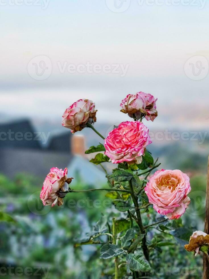lato Visualizza bellezza gruppo morbido rosso e rosa rosa polline arancia. astratto forma con verde le foglie nel botanica giardino. simbolo di amore nel San Valentino giorno. morbido fragrante aroma flora. foto