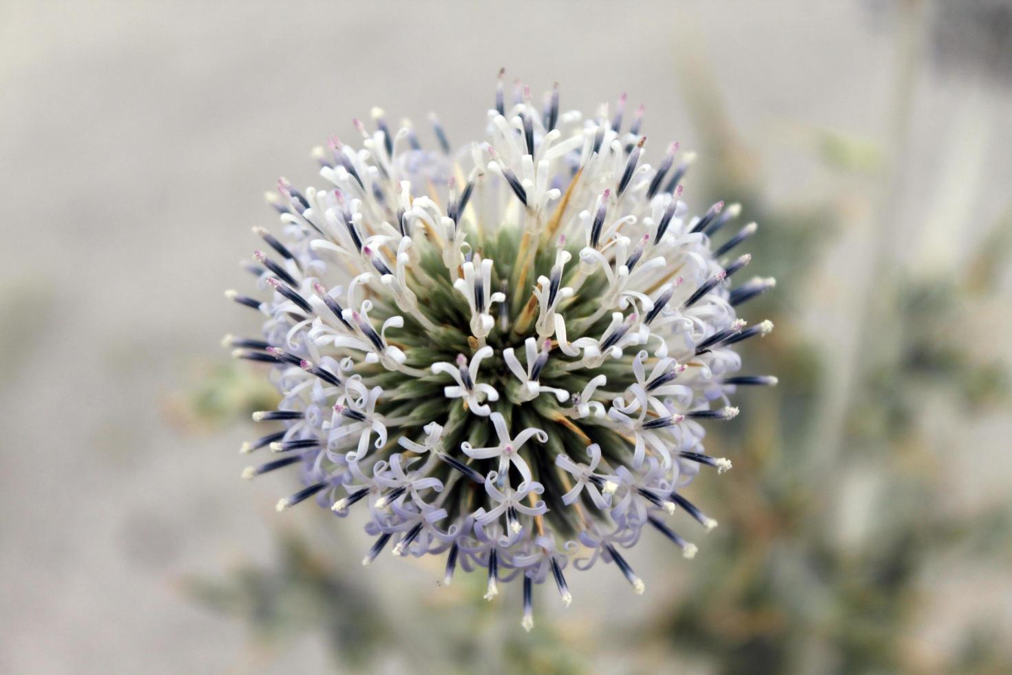 primo piano del fiore di cactus foto