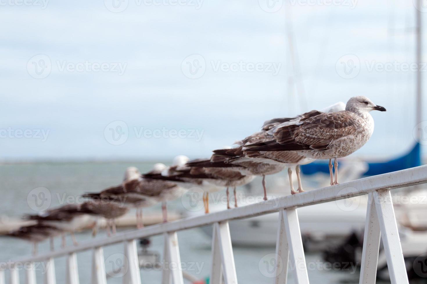 fila di gabbiani foto