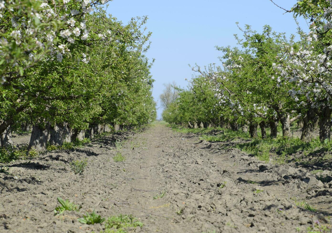 fioritura Mela frutteto. adulto alberi fioritura nel il Mela frutteto. frutta giardino foto