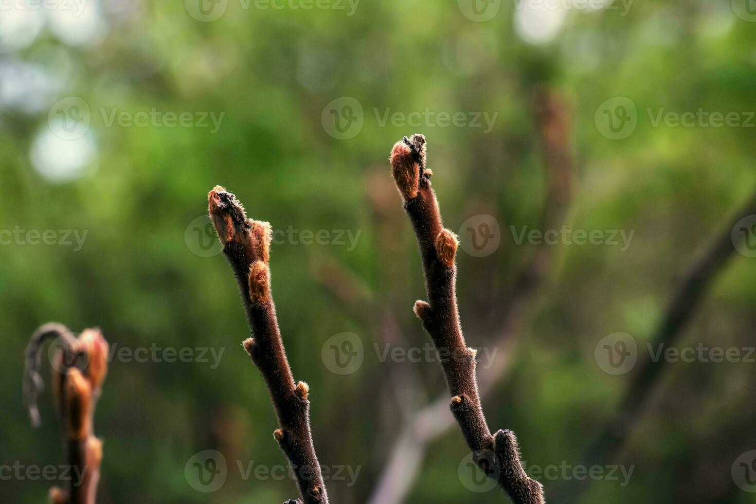 rami con mini cuffie di corno di cervo sommacco nel presto primavera nel il giardino. foto