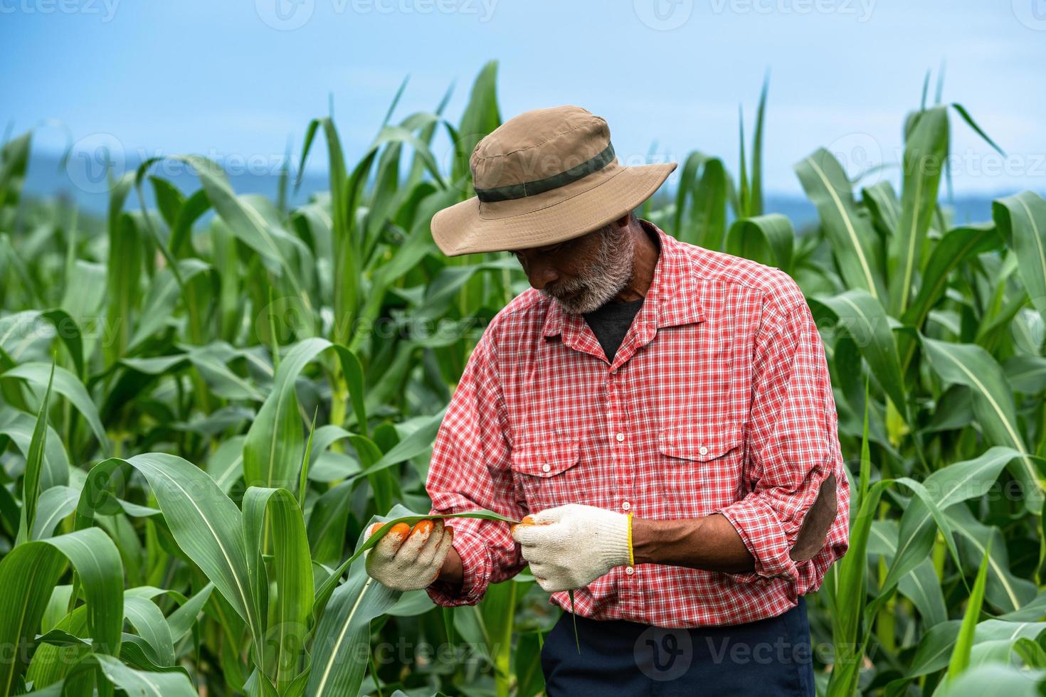 contadino maturo che lavora nella fattoria biologica del campo di mais foto