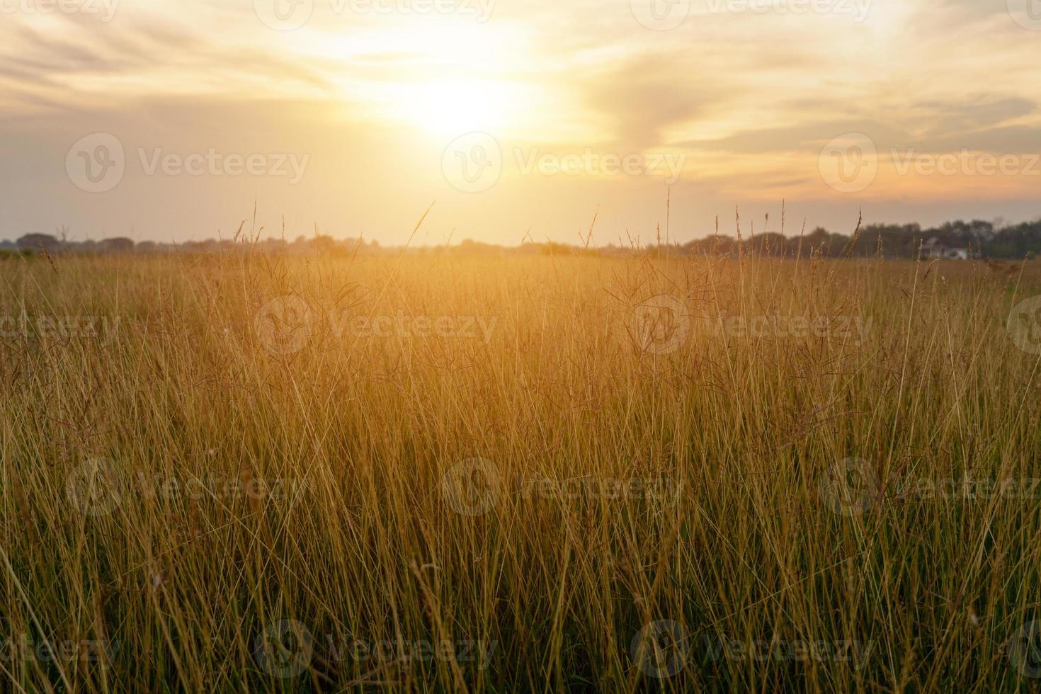 la prateria durante il tramonto e nuvoloso foto