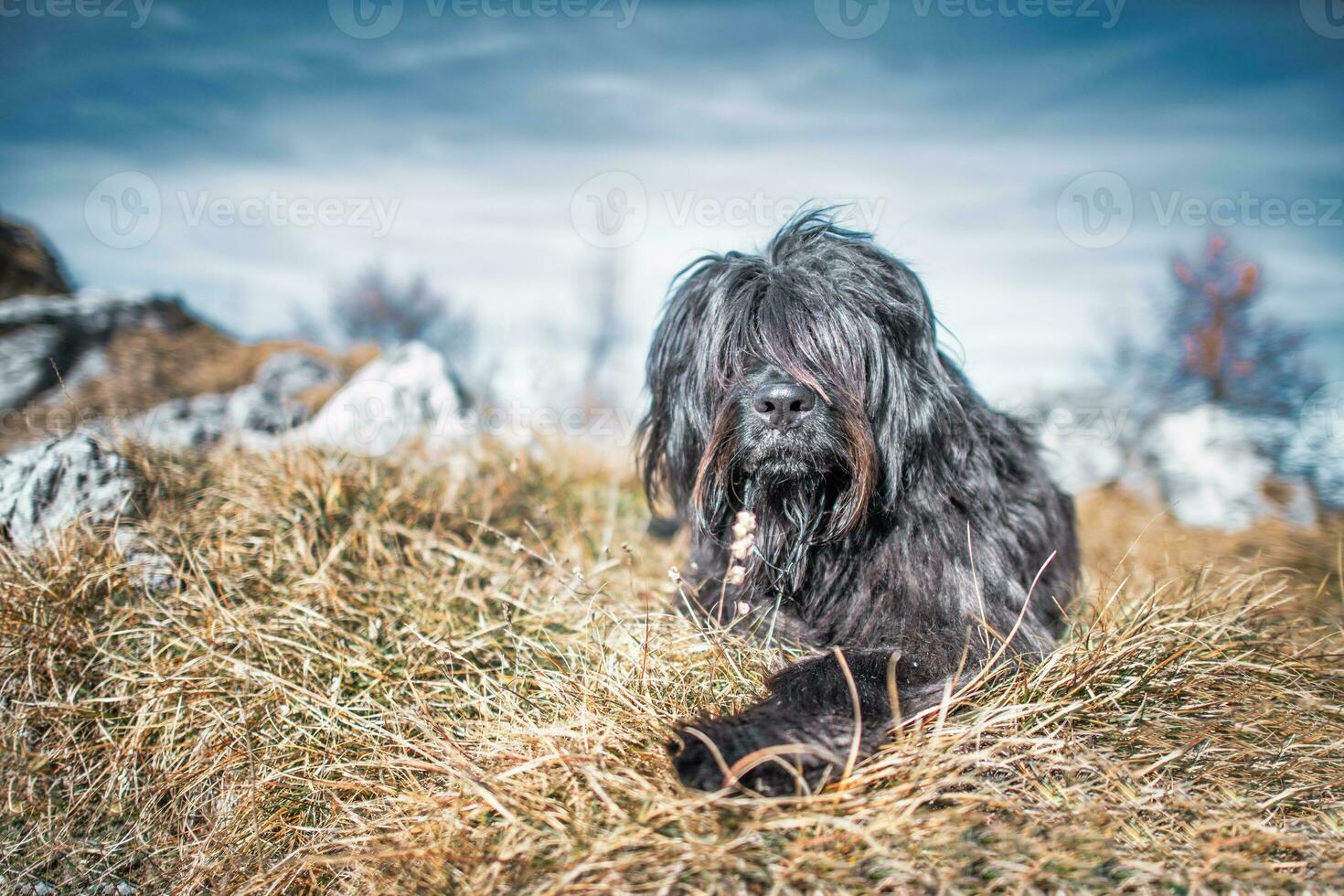 un' nero pastore cane a partire dal il bergamo montagne foto