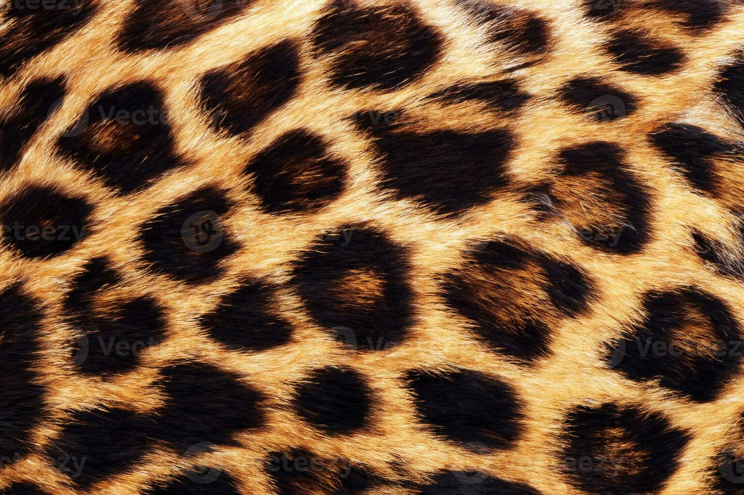 vero leopardo pelle foto