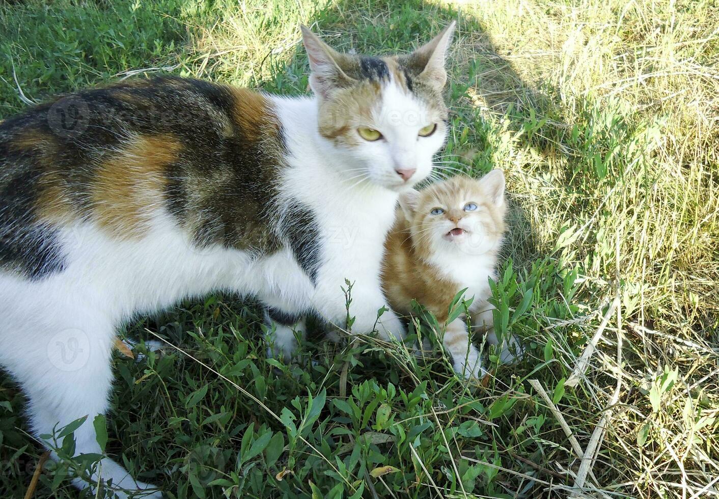 dai capelli rossi gatto, domestico animale domestico. preferito animali domestici nel nostro le case foto