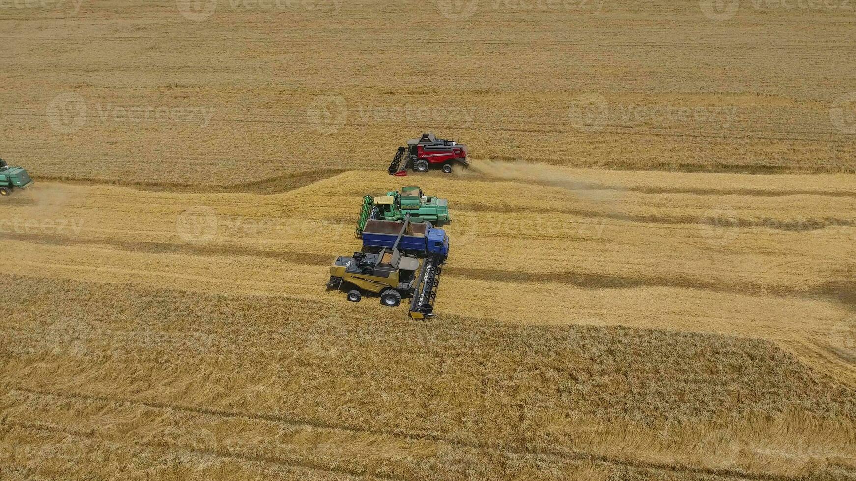 raccolta Grano mietitrice. agricolo macchine raccogliere grano su il campo. foto