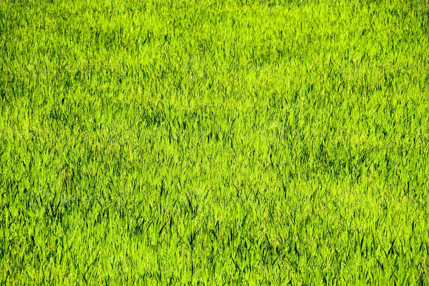 campo di riso nel il riso risaie foto