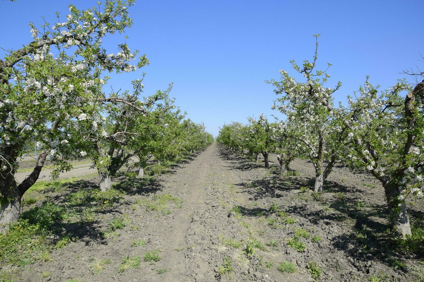 fioritura Mela frutteto. adulto alberi fioritura nel il Mela frutteto. frutta giardino foto