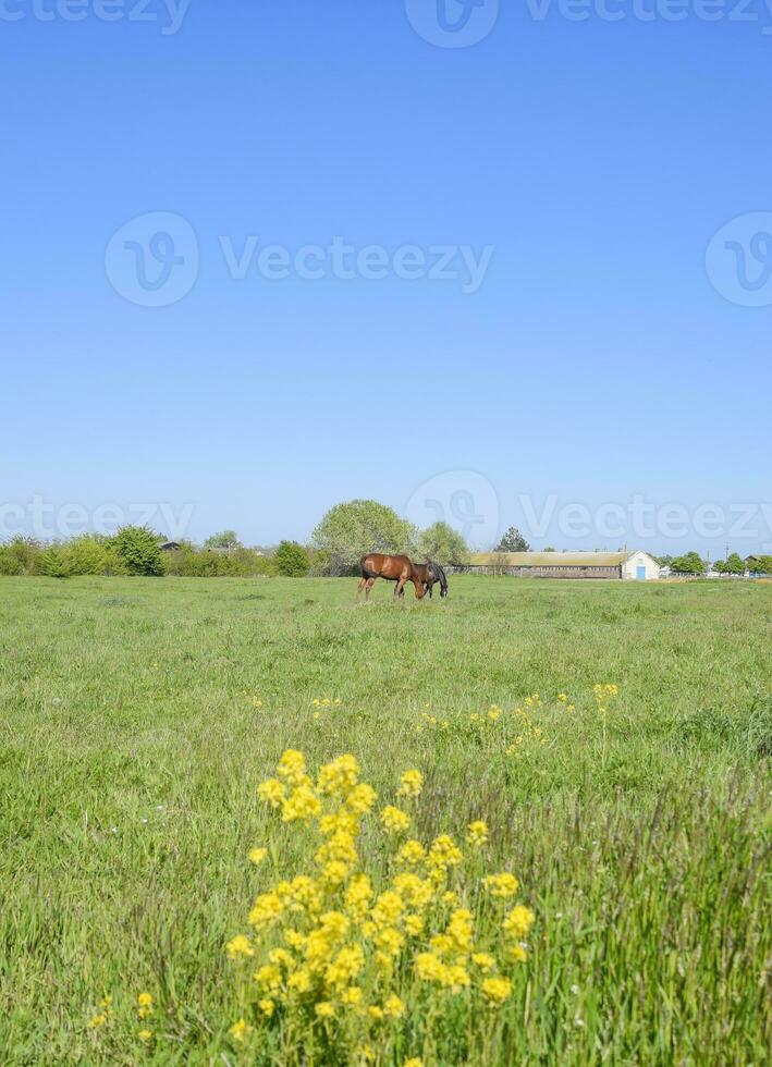 cavalli su il erba nel il pascolo. giallo fiori su un' cavallo sfondo foto