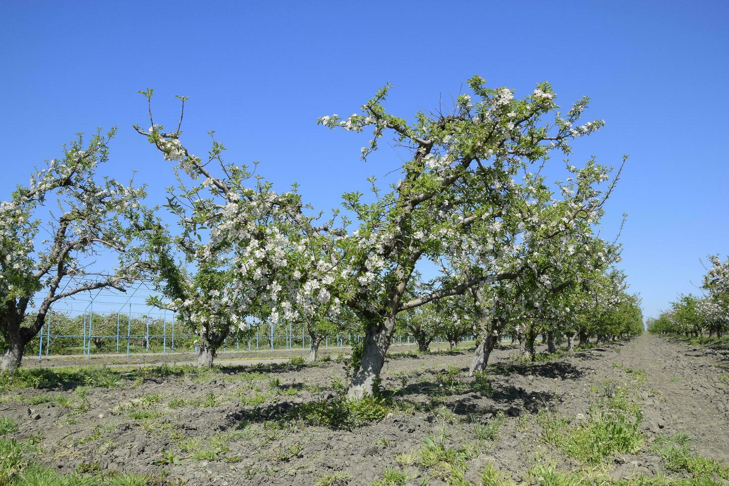 fioritura Mela frutteto. adulto alberi fioritura nel il Mela frutteto. frutta giardino foto