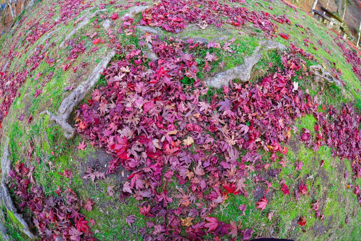 rosso le foglie a kasagiyama momiji parco nel kyoto nel autunno pesce occhio tiro foto