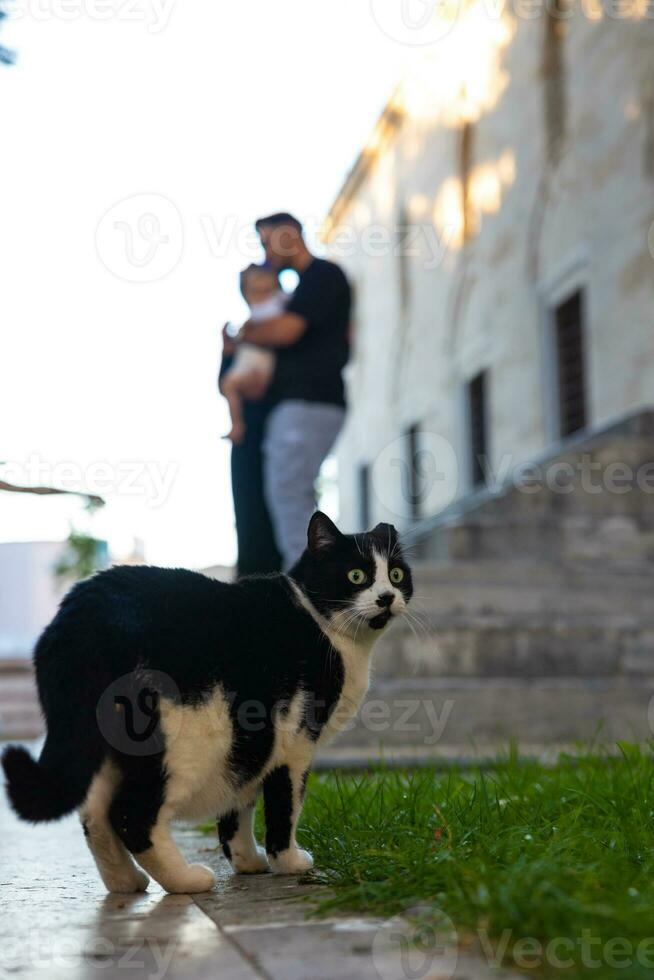 vagante gatti di Istanbul. un' vagante gatto nel il giardino di un' moschea foto