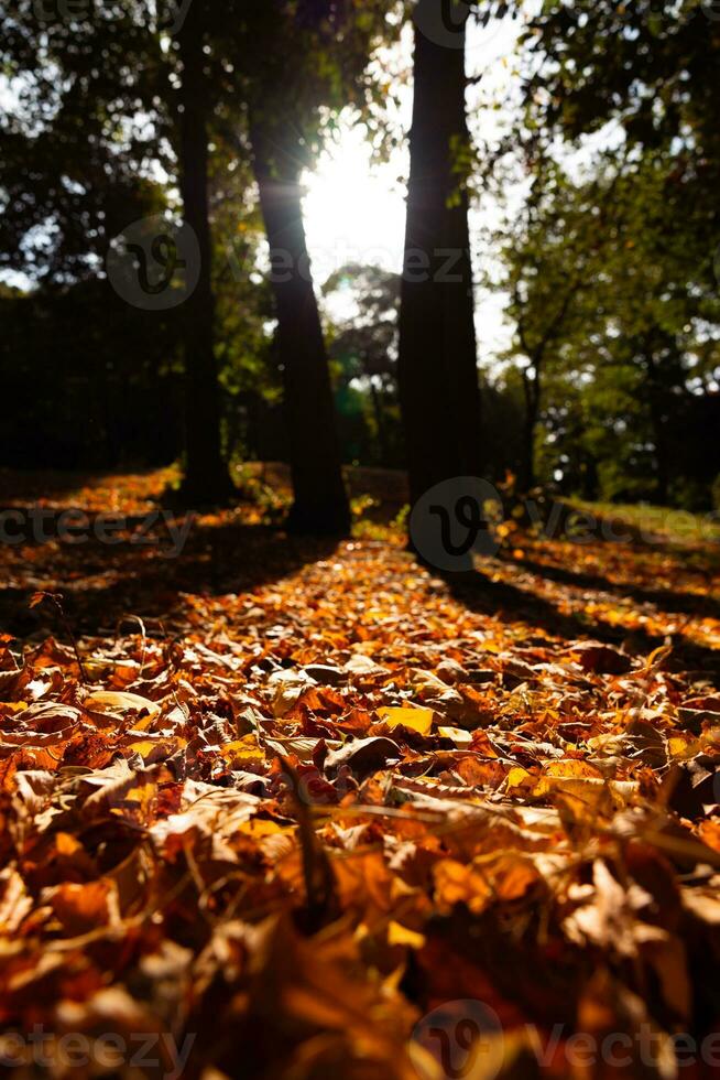 autunno sfondo verticale foto. Marrone le foglie su il terra nel il foresta foto