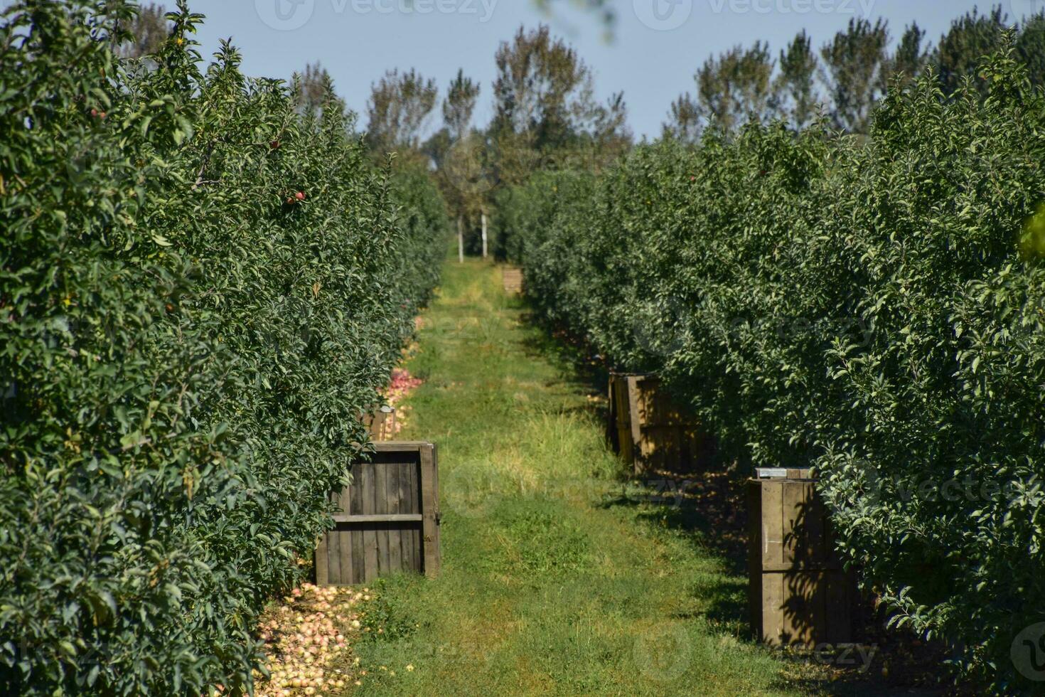 Mela frutteto. righe di alberi e il frutta di il terra sotto t foto