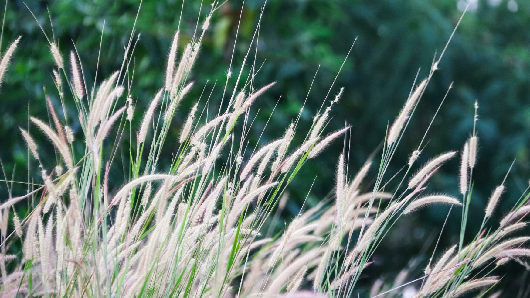 piuma pennisetum erba su sfocatura sfondo foto