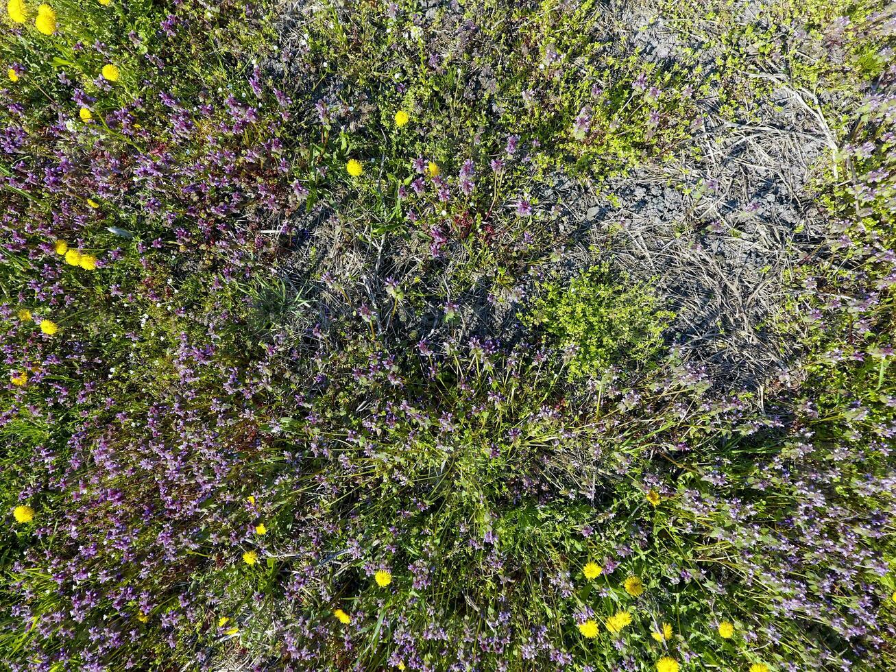 fiori di dente di leone. lamium purpureo fioritura nel il giardino. foto