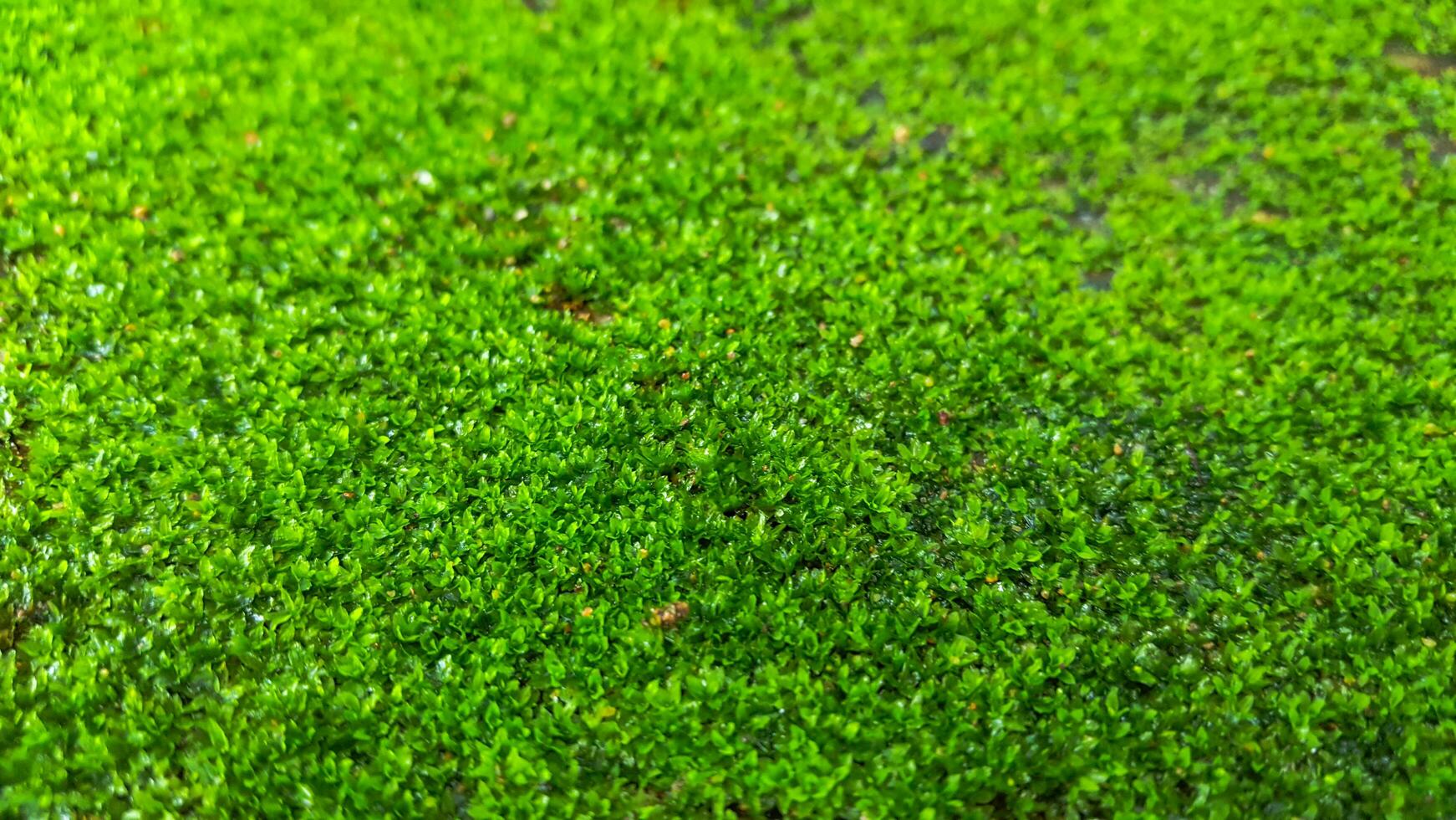 vicino su verde muschio struttura sfondo foto