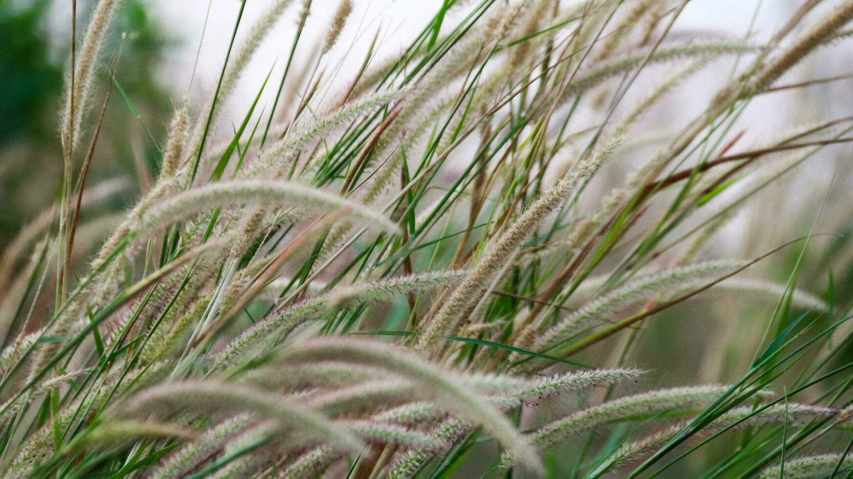 piuma pennisetum erba su sfocatura sfondo foto