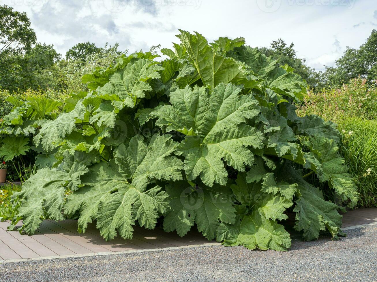 cileno rabarbaro, cannoniere tintoria, in crescita nel un' giardino foto