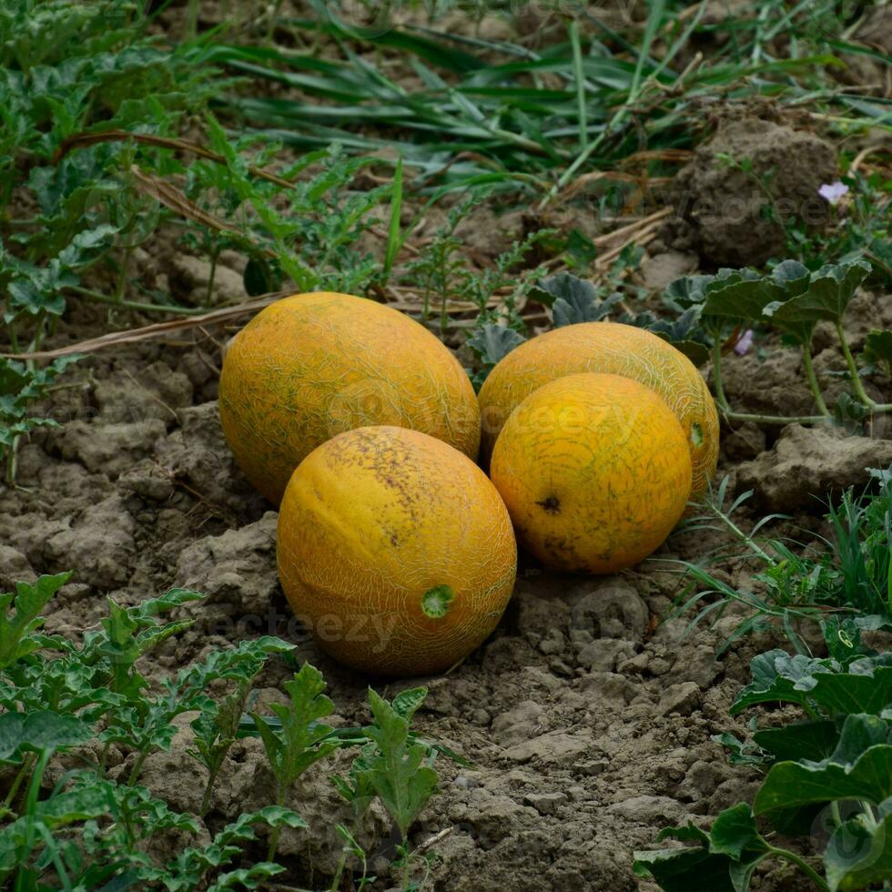 meloni, colto a partire dal il giardino, posare insieme su il terra foto