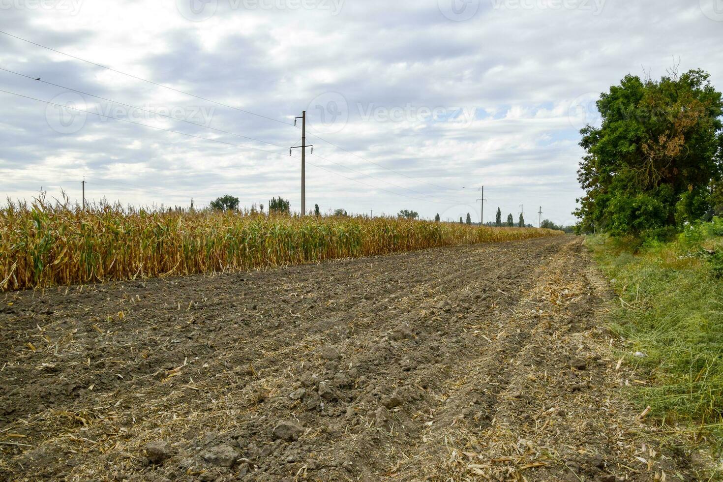 maturato Mais su il campo. quasi asciutto steli di Mais. foto