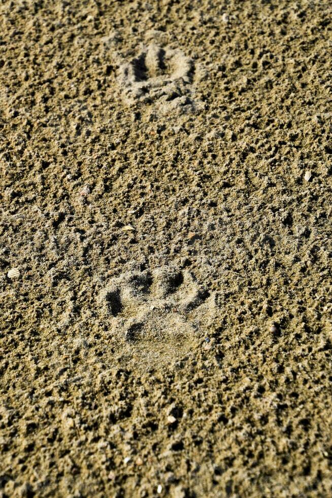 un' cani traccia nel il sabbia. un' cane era a piedi lungo il riva del mare foto