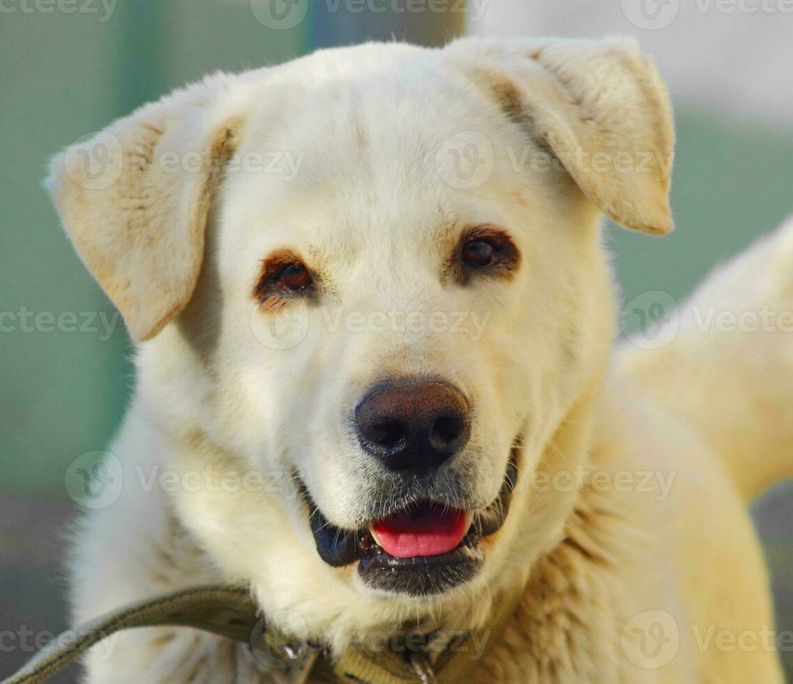 carino labrador cane foto