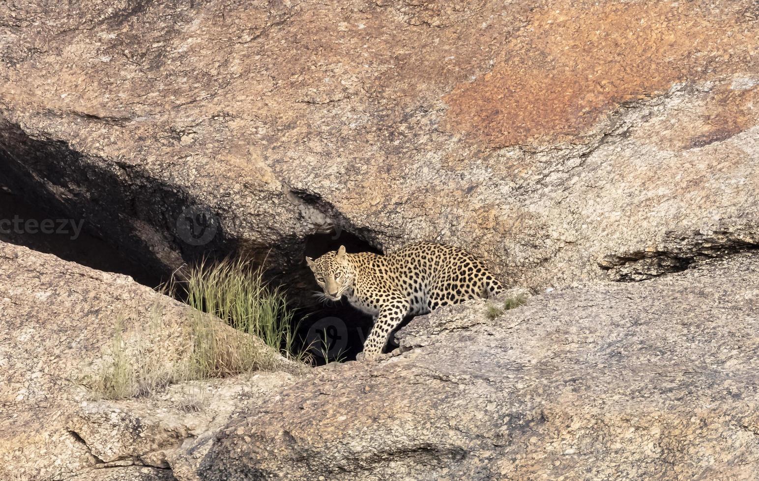 leopardo panthera pardus in piedi fuori dalla grotta sulle colline aravali foto