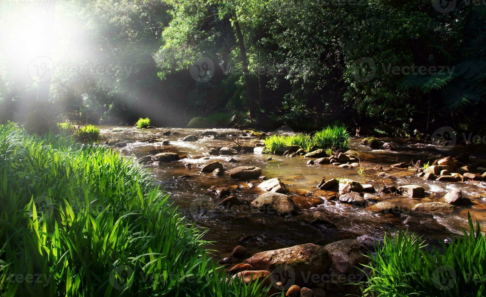 torrente nel luce del sole foto