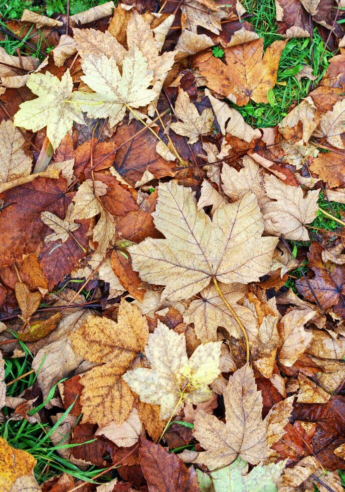 autunno le foglie nel parco foto