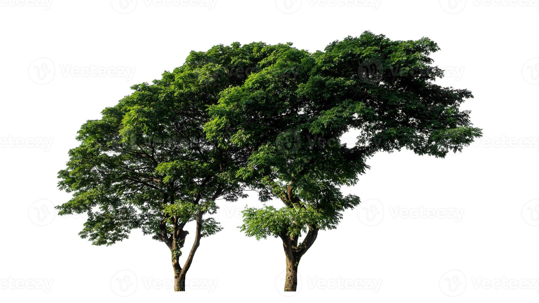 verde albero isolato su bianca sfondo con ritaglio sentiero e alfa canale. foto