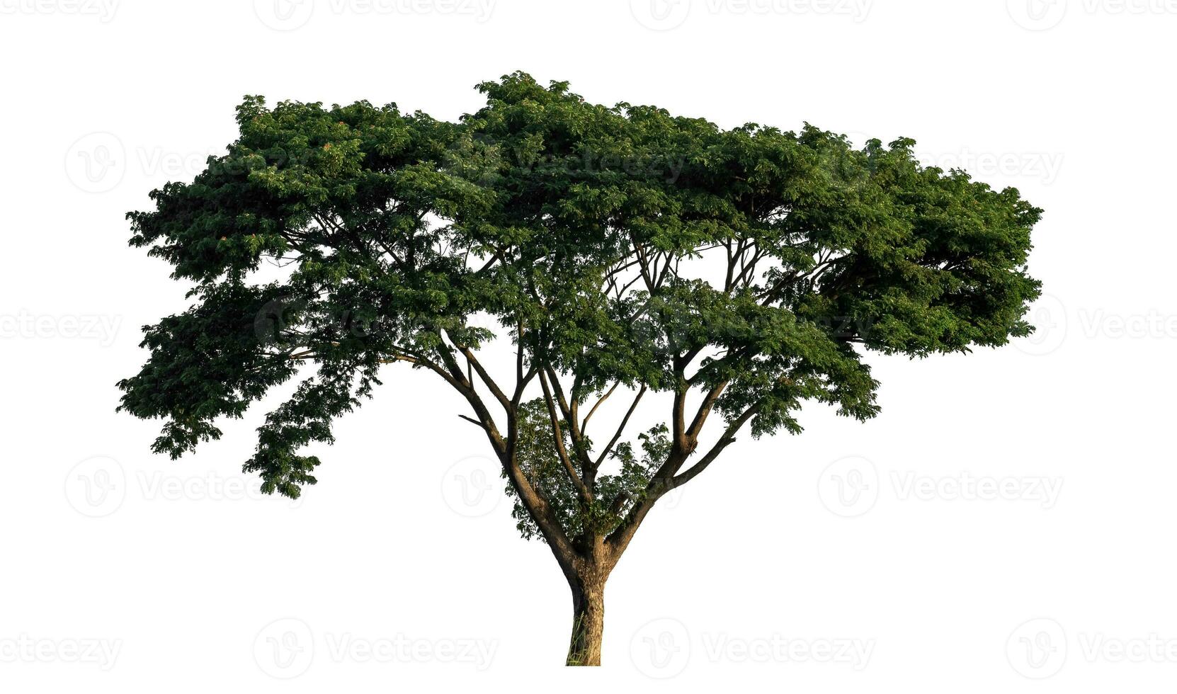 albero isolato su bianca sfondo, tropicale albero. foto