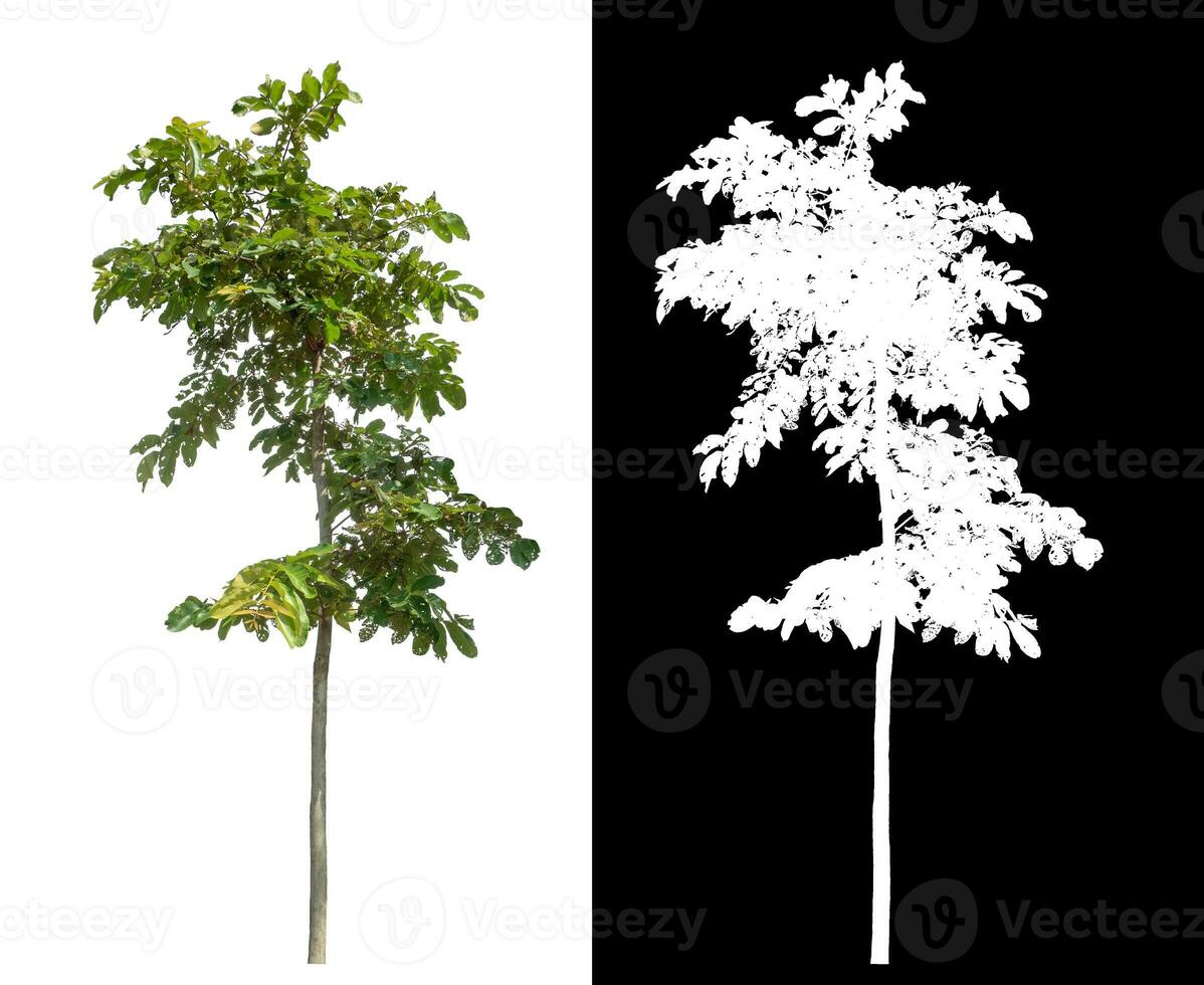 singolo verde albero su bianca sfondo con ritaglio sentiero e alfa canale su nero sfondo. foto