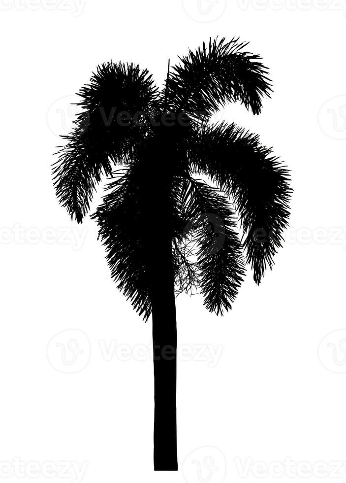 silhouette di un' palma albero su un' trasparente sfondo con ritaglio sentiero e alfa canale. foto