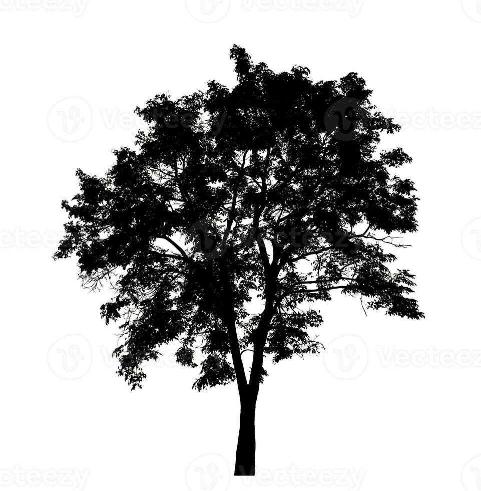 silhouette di un' albero su un' bianca sfondo con ritaglio sentiero e alfa canale. foto