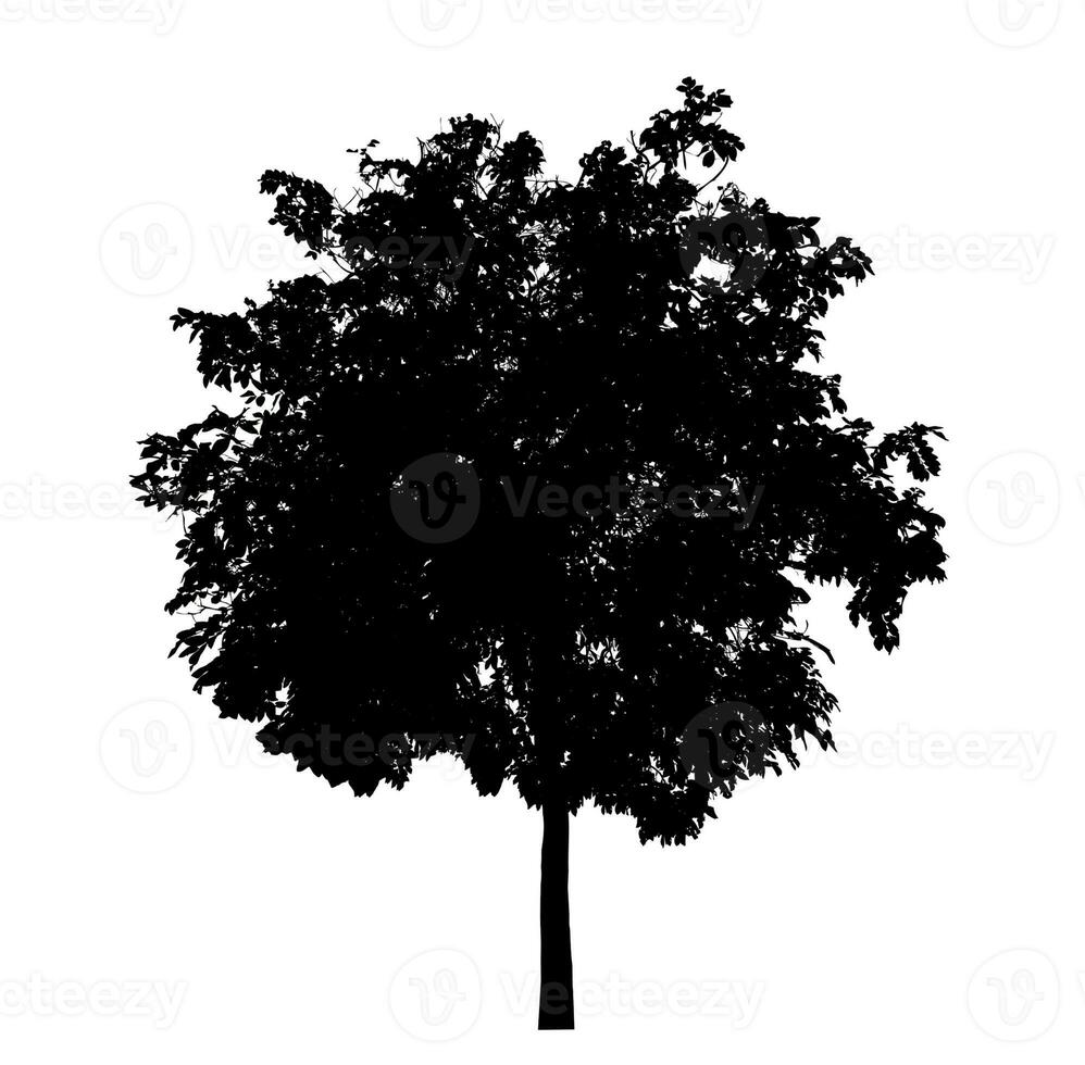 silhouette di un' albero su un' bianca sfondo con ritaglio sentiero e alfa canale. foto