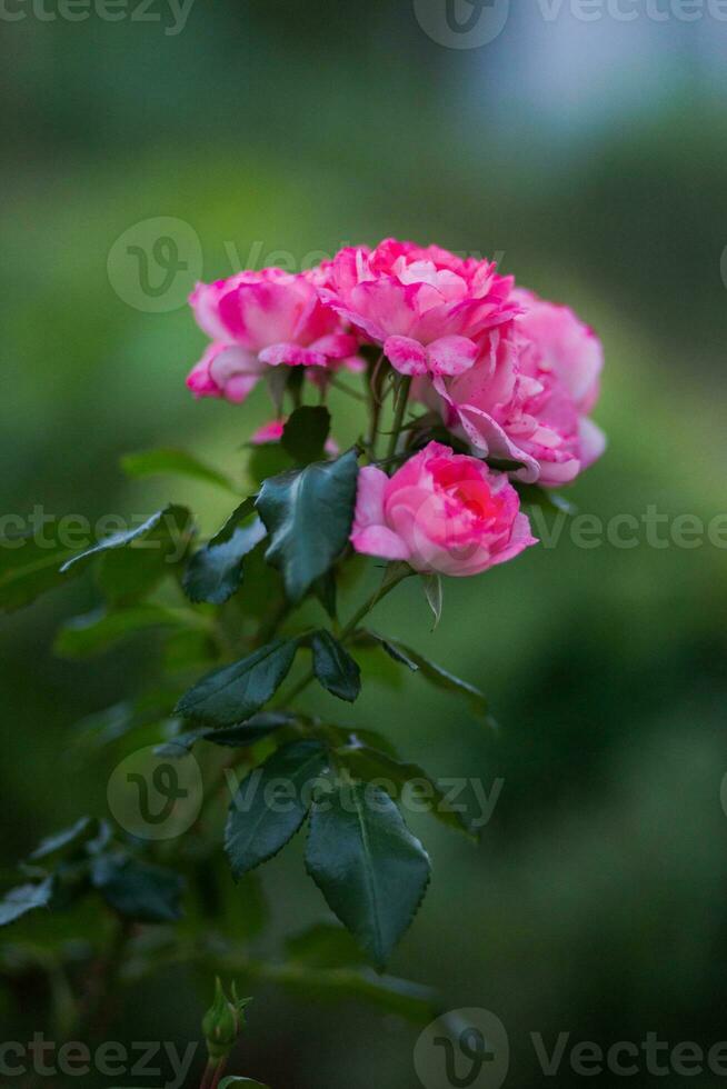 bellissimo rosa Rose nel il giardino. superficiale profondità di campo. foto