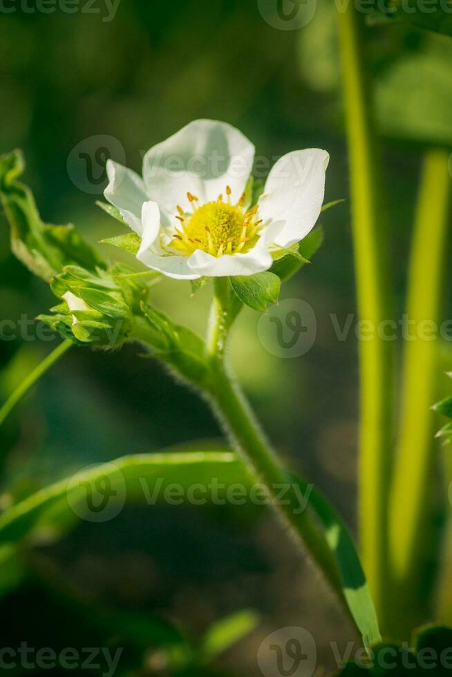 fragola fiori. fioritura fragole. bellissimo bianca fragola fiori nel verde erba. prato con fragola fiori. natura fragola fiore nel primavera. fragole fiori nel prato. foto