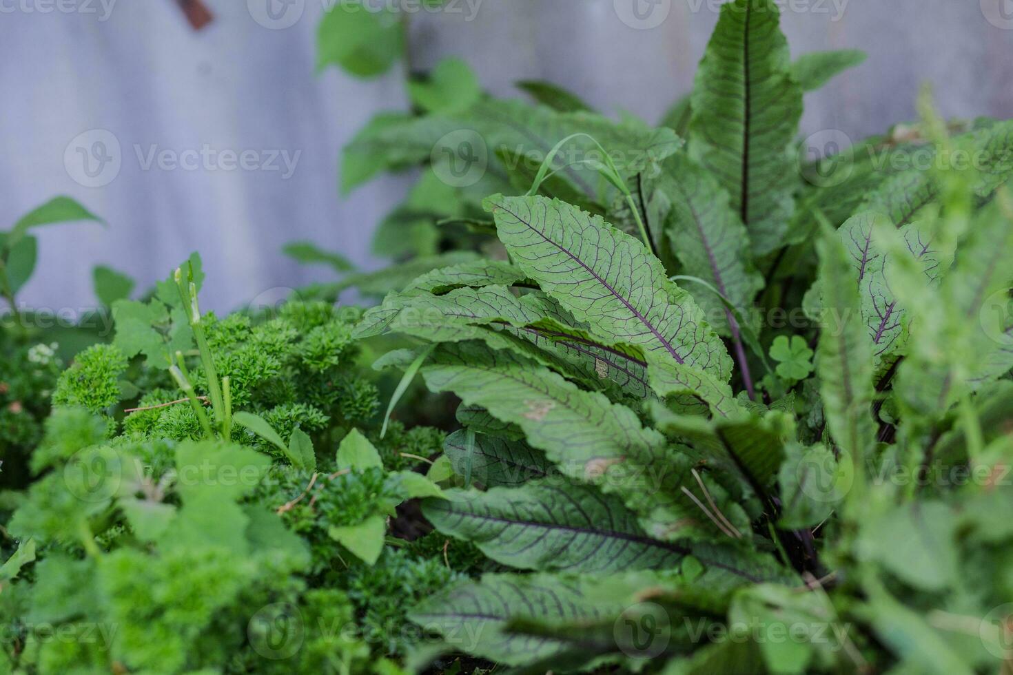 rumex sanguigno, banchine e acetose, genere rumex l. verde con viola vene giovane le foglie nel un' giardino nel un' villaggio nel il giardino. non OGM dieta Prodotto. ecologico agricoltura. foto