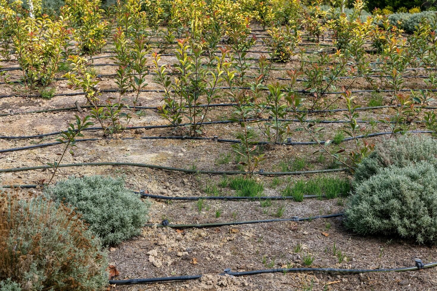 agricolo tema con prato irrigazione nel urbano paesaggio foto