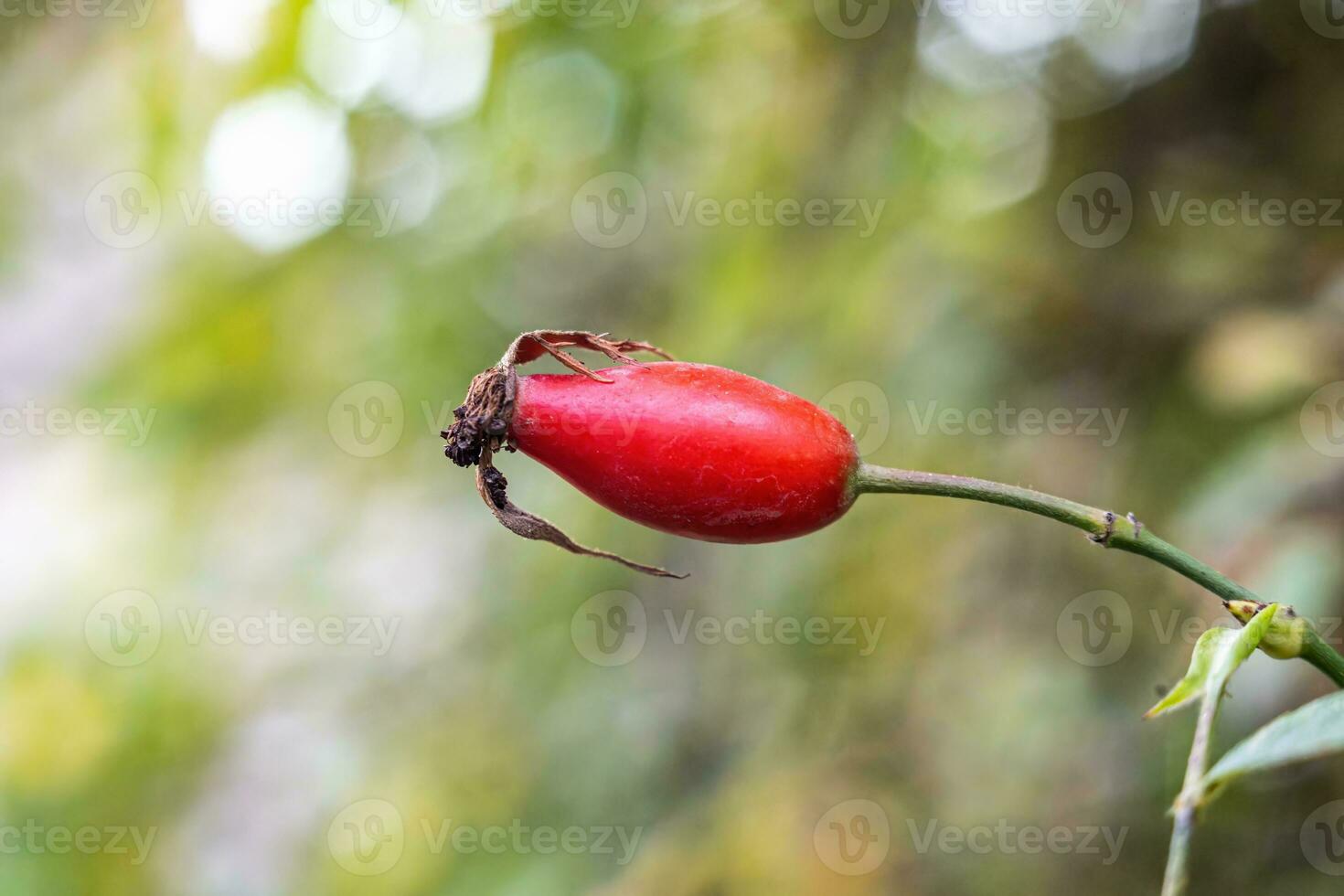 rosso medico bacca rosa canina seme per Salute come sfondo foto