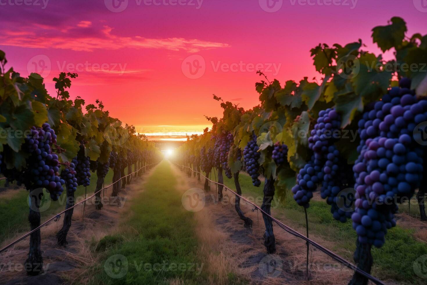 ai generato viti a uva in crescita i campi quello produrre rosso e bianca vino foto
