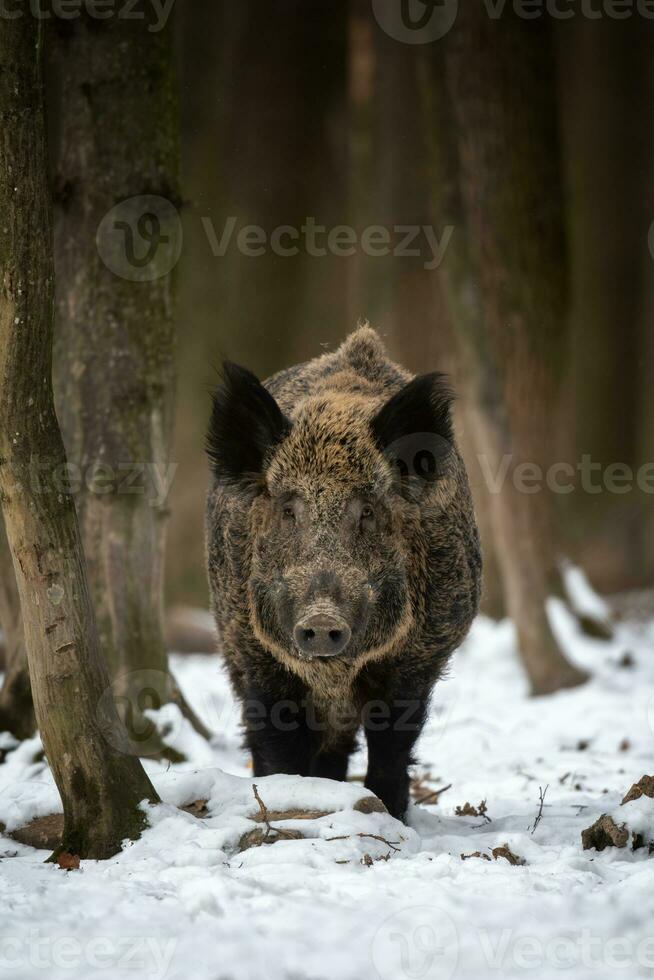 selvaggio cinghiale nel inverno foresta. animale nel natura habitat. grande mammifero. natura scena foto