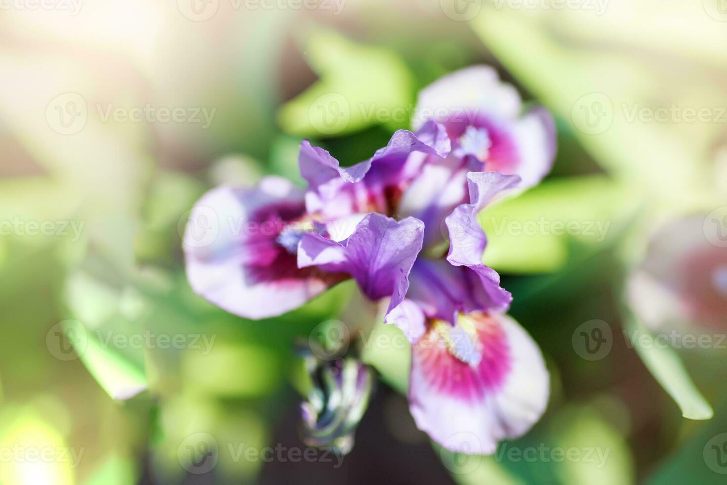 avvicinamento tiro di un' singolo delicato viola iris fiore con giallo polline nel il centro foto